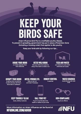 Как да защитим домашните птици от птичи грип тази година