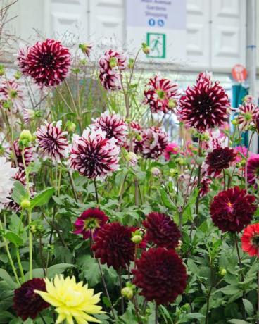 септември 2021 г., rhs изложение на цветя в Челси, Лондон, Англия, Великобритания цветя, изложени в големия павилион далии
