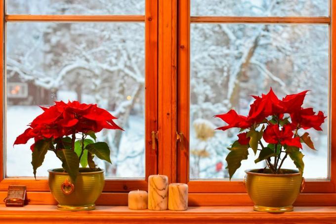норвежки коледни традиции две коледни звезди и свещници в прозореца на кухнята изглед към градината и дървета със сняг
