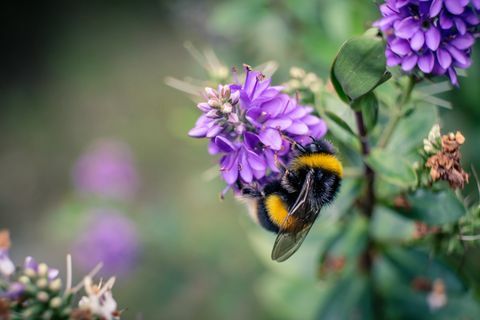 Пчела върху лилаво цвете