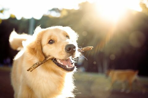 сладко щастливо куче, което играе с пръчка
