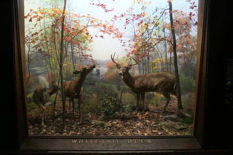 Изложбата на елен бели опашки в Американския музей по естествена история