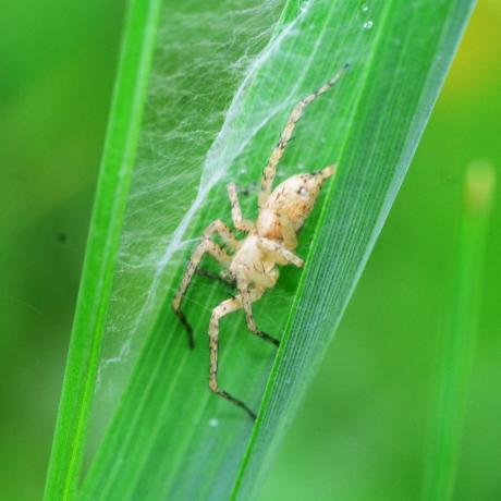 uk spiders – бръмчащ паяк