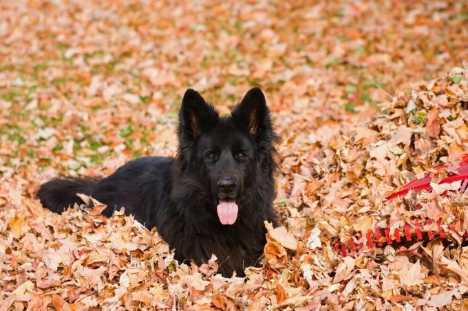чистокръвно черно, дългокосместо немско овчарско куче в купчина сухи листа до червено пластмасово гребло