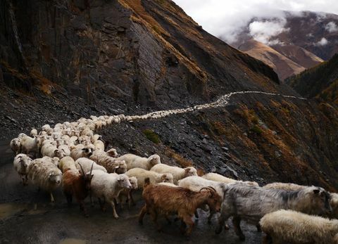 овце стадо - пътека - проход Абано - Грузия - Амос Чапл / RFE / RL
