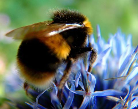 Bumble пчела на цвете