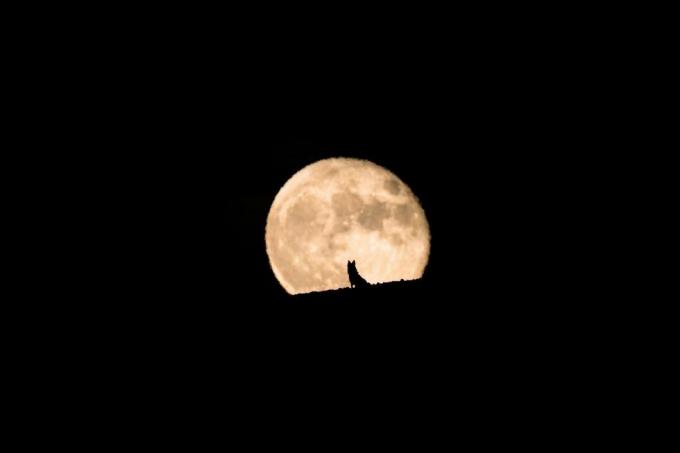 силует на куче вълк, гледащо изгрева на пълната луна, пълна луна и силует, фотография на домашни любимци, Хелоуин