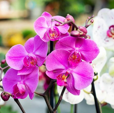 красиво лилаво цвете на орхидея фаленопсис