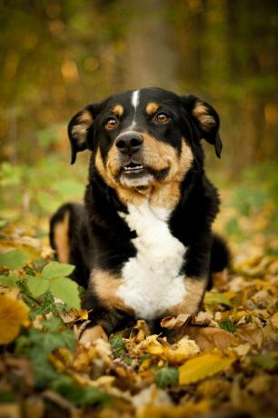 appenzeller sennenhund - най-добрите кучета пазачи