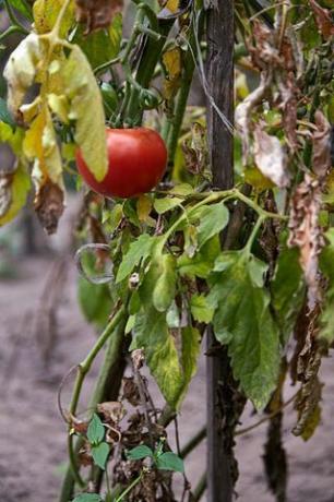 червен зрял домат върху изсъхналото растение в зеленчуковата градина