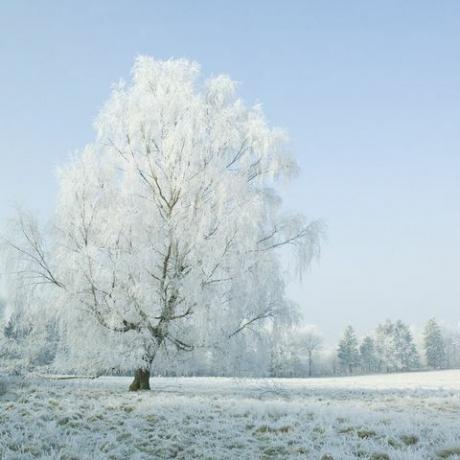 поле за замръзване на дърво