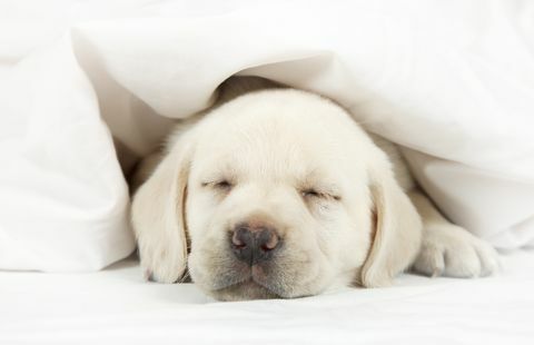 Лабрадорското кученце спи в легло