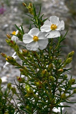 Cistus растение