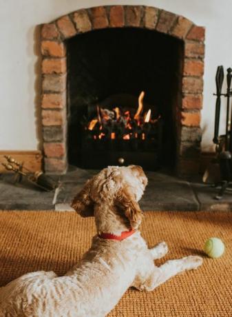 песъчливо оцветено куче лежи пред открит огън с топката си