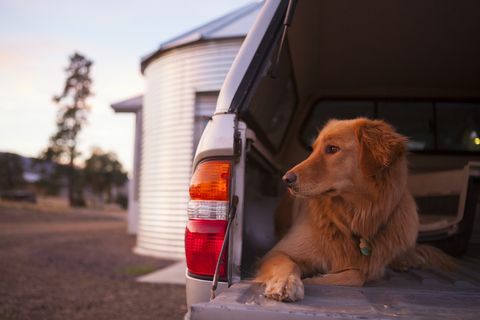 Собственици на кучета с 4x4s, призовани да се съобразят с това здравно предупреждение от ветеринари - Предупреждение за обувки на автомобили за кучета