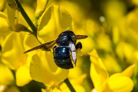 Пчели, опрашващи испанска метла (Spartium junceum)