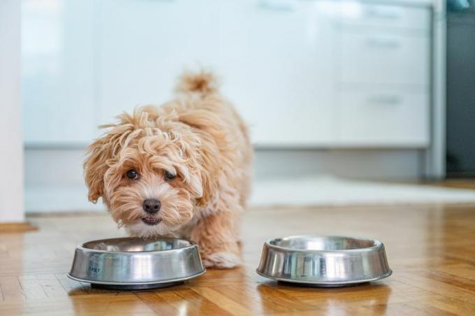 малко сладко кученце maltipoo