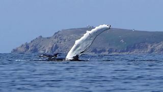 Гърбав кит Корнуол