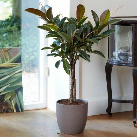 100 см тристъблено каучуково растение „Melany“ | Ficus elastica | 21см саксия | По теория на растенията
