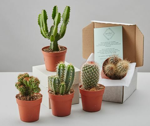 Кутия за избор на кактуси от GEO-FLEUR, £ 24, Notonthehighstreet.com