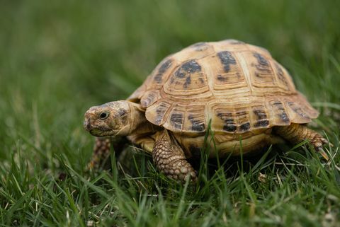 руската костенурка излиза на разходка