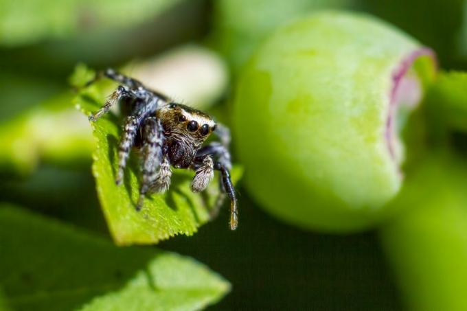 Портрет на скачащ паяк (Salticus scenicus)