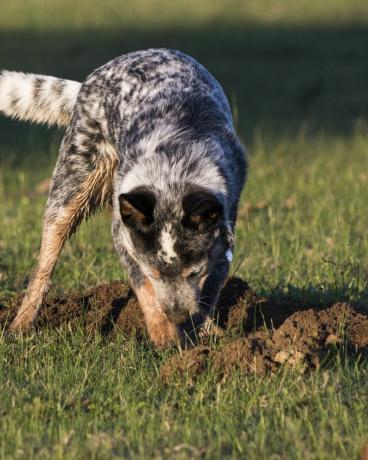 австралийско говедарско куче синьо хийлер копае дупка в тревата