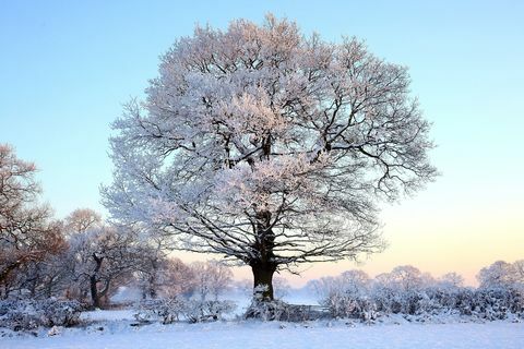 Дърво, покрито със сняг