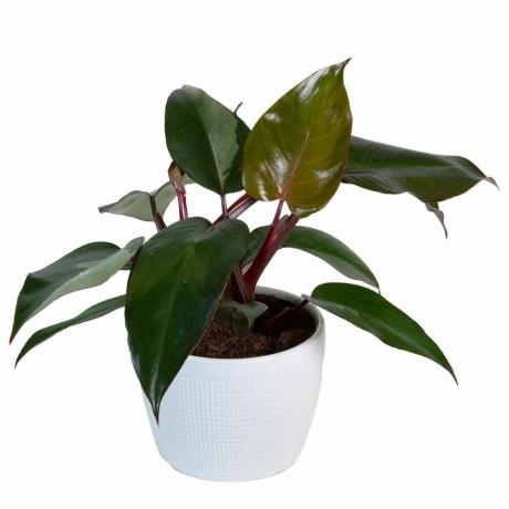 Philodendron Pink Princess, 6-инчова саксия