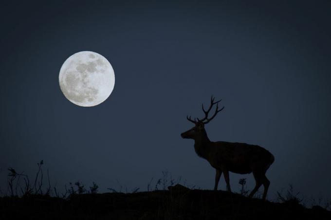 пълна луна с долар в силует, представляващ луната на ловеца през октомври