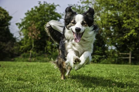 Border Collie куче тича през полето