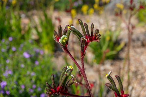anigozanthos flavidus или кенгуру лапа растение с жълти и червени цветя