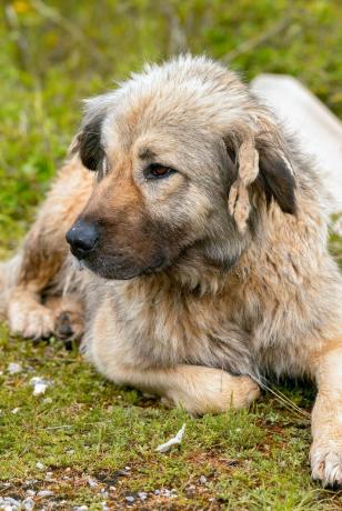 Кавказки овчарско куче - най-добри кучета пазачи