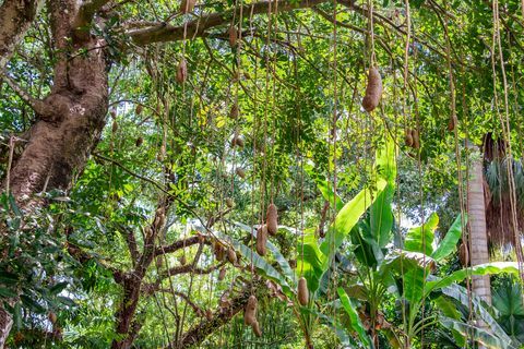 наденица кигелия африкана с висящи плодове флорида, САЩ