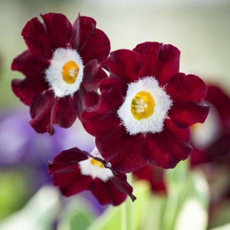 auriculas