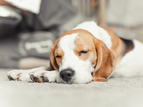 подуване при кучета симптоми на подуване при кучета