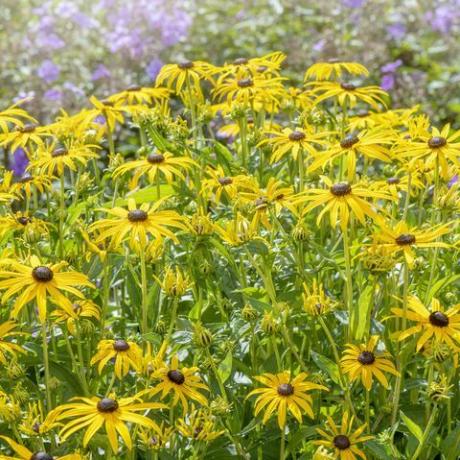 красив летен цъфтеж, жълта rudbeckia fulgida var sullivantii 'goldsturm' черноока сузан цветя