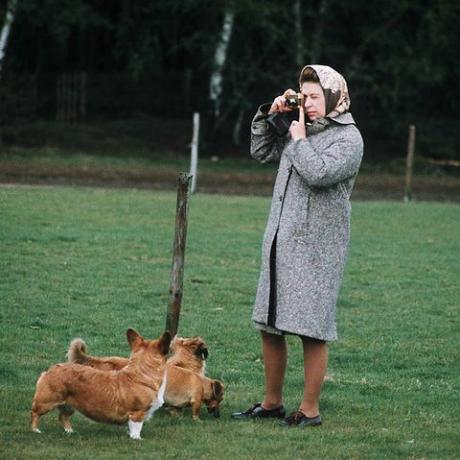 Уиндзор, кралица на Обединеното кралство Елизабет II снима своите коргита в парка Уиндзор през 1960 г. в Уиндзор, Англия снимка от Ануар Хъсингети изображения