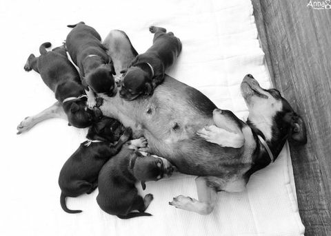 Бременното куче, което разтърси фотосесията си за майчинство, имаше своите кученца