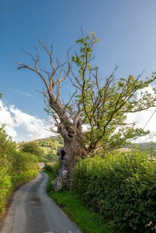 Дървото на Нели увенчано дървото на годината в Англия - наградите „Дърво на годината“