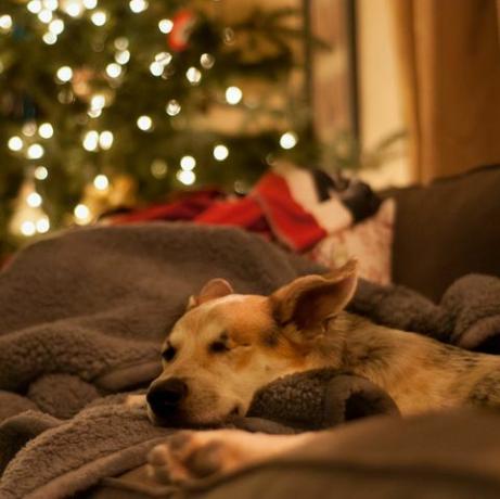 куче, релаксиращо на дивана на Коледа