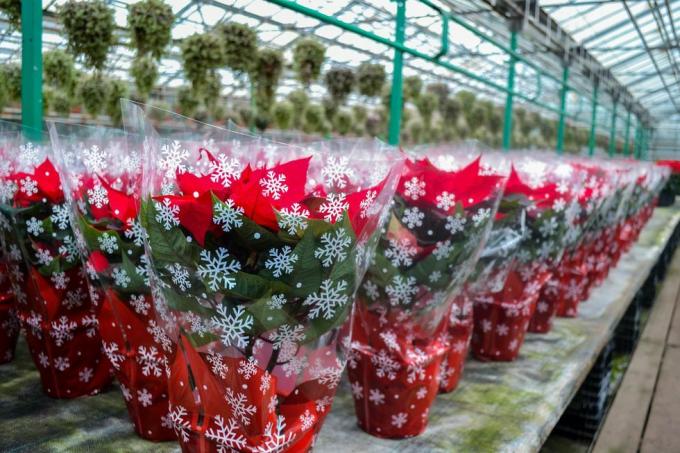 коледна разпродажба на яркочервени цветя коледна звезда в празнична опаковка със снежинки огромен брой цветя в саксии са в оранжерията празнични препарати, подаръци, декорации