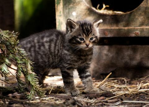 Шотландско коте Wildcat