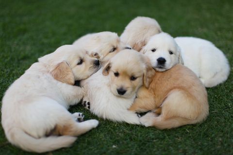 кученца и сестри, лежащи на тревата