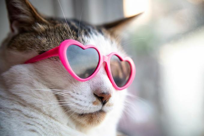 котка, носеща слънчеви очила във формата на сърце
