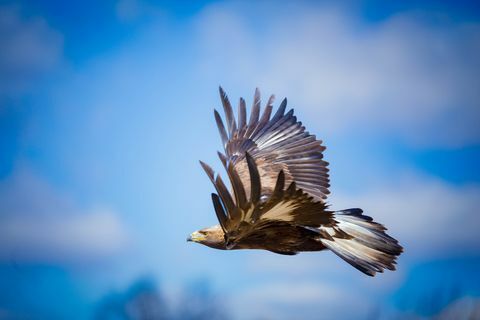 летящ златен орел