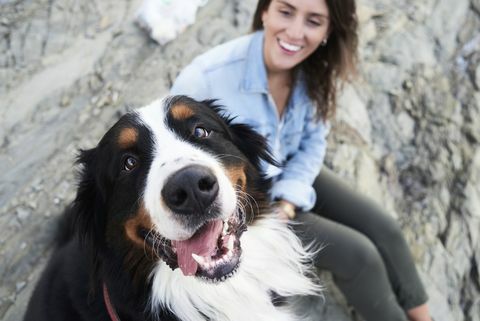 щастливо бернско планинско куче, гледащо в камера, собственикът му се усмихва до него