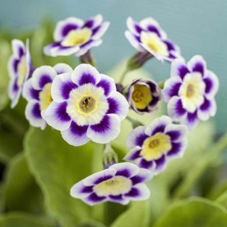 auriculas