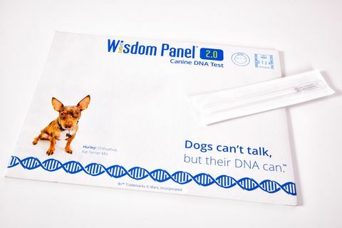 Сега можете да откриете породата на вашето куче, като използвате този нов комплект за тестване на ДНК у дома