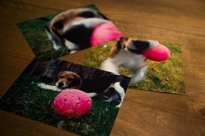 спомени, отпечатани в снимки на сладко кученце бигъл с неговата розова топка в дървено бюро